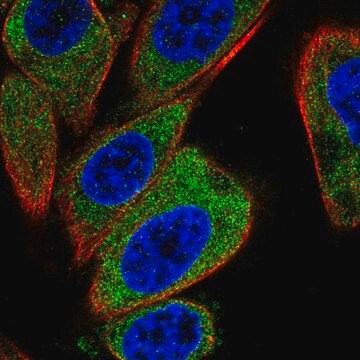 Anti-CD320 antibody produced in rabbit Prestige Antibodies&#174; Powered by Atlas Antibodies, affinity isolated antibody