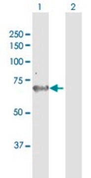 Anti-AK5 antibody produced in mouse IgG fraction of antiserum, buffered aqueous solution