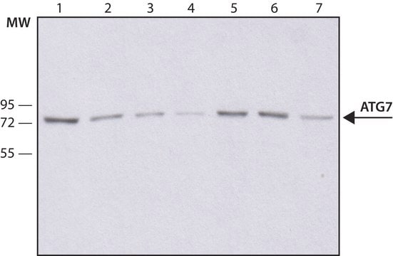 抗-Atg7抗体，小鼠单克隆 clone ATG7-13, purified from hybridoma cell culture