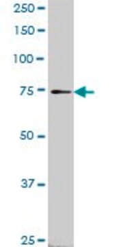 Monoclonal Anti-SLC4A8 antibody produced in mouse clone 1G10, purified immunoglobulin, buffered aqueous solution