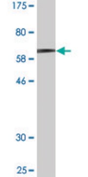 Monoclonal Anti-MAGEA11 antibody produced in mouse clone 3A6, ascites fluid