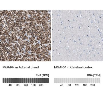 Anti-MGARP antibody produced in rabbit Prestige Antibodies&#174; Powered by Atlas Antibodies, affinity isolated antibody