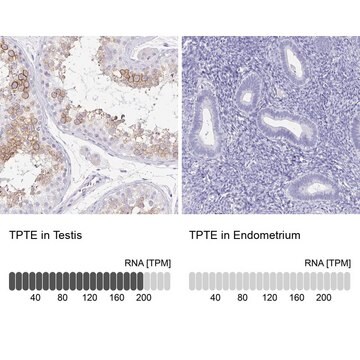 Anti-TPTE antibody produced in rabbit Prestige Antibodies&#174; Powered by Atlas Antibodies, affinity isolated antibody, buffered aqueous glycerol solution