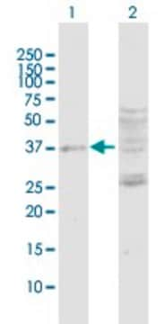 Anti-DUSP7 antibody produced in rabbit purified immunoglobulin, buffered aqueous solution