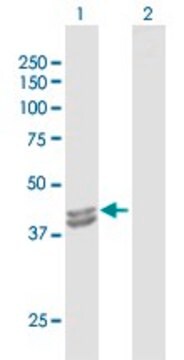 Anti-IVD antibody produced in rabbit purified immunoglobulin, buffered aqueous solution