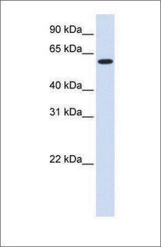 Anti-UGT8 antibody produced in rabbit affinity isolated antibody