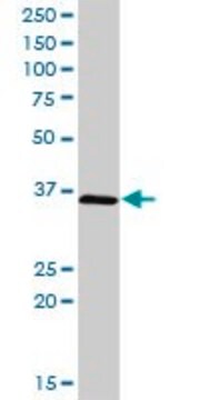 Anti-CIAPIN1 antibody produced in rabbit purified immunoglobulin, buffered aqueous solution