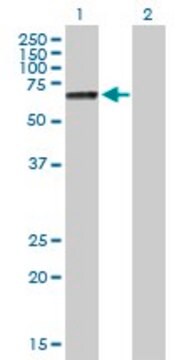 Anti-PRF1 antibody produced in mouse purified immunoglobulin, buffered aqueous solution