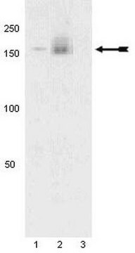 Anti-phospho-PDGFR&#945; (Tyr742) Antibody Upstate&#174;, from rabbit