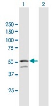 Anti-GNAL antibody produced in mouse purified immunoglobulin, buffered aqueous solution