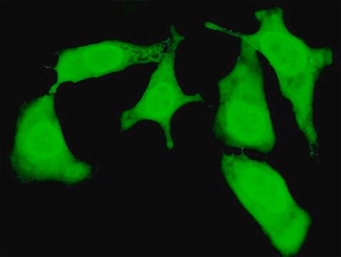 Monoclonal Anti-TRIP10 antibody produced in mouse clone 1A9, purified immunoglobulin, buffered aqueous solution