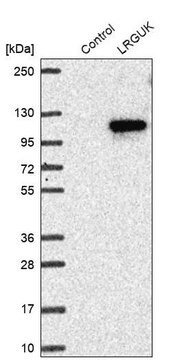 Anti-LRGUK antibody produced in rabbit Prestige Antibodies&#174; Powered by Atlas Antibodies, affinity isolated antibody, buffered aqueous glycerol solution, ab2