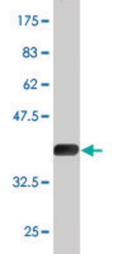 Monoclonal Anti-TSKS antibody produced in mouse clone 2E9, purified immunoglobulin, buffered aqueous solution