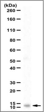 Anti-Colipase Antibody serum, from rabbit