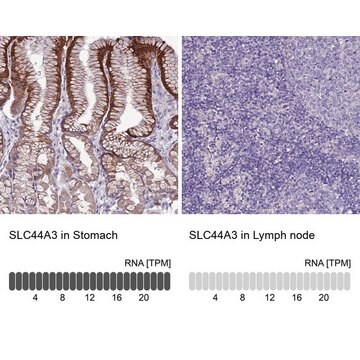 Anti-SLC44A3 antibody produced in rabbit Prestige Antibodies&#174; Powered by Atlas Antibodies, affinity isolated antibody, buffered aqueous glycerol solution