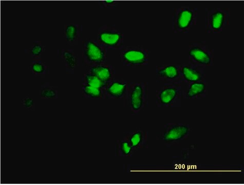 Monoclonal Anti-FOXF2 antibody produced in mouse clone 3F5, purified immunoglobulin, buffered aqueous solution