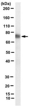 Anti-Factor XII Antibody, clone 15H8 clone 15H8, from mouse