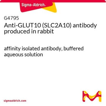 Anti-GLUT10 (SLC2A10) antibody produced in rabbit affinity isolated antibody, buffered aqueous solution