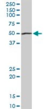 Anti-PEPD antibody produced in rabbit purified immunoglobulin, buffered aqueous solution