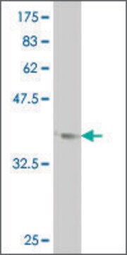 ANTI-LHX1 antibody produced in mouse clone 1C11, purified immunoglobulin, buffered aqueous solution