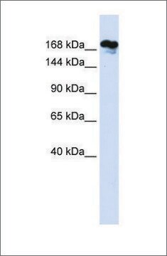 Anti-RSF1 antibody produced in rabbit affinity isolated antibody