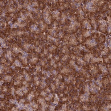 Anti-EXOC3L4 antibody produced in rabbit Prestige Antibodies&#174; Powered by Atlas Antibodies, affinity isolated antibody, buffered aqueous glycerol solution