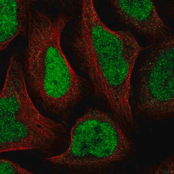 Anti-GTF2IRD2B antibody produced in rabbit Prestige Antibodies&#174; Powered by Atlas Antibodies, affinity isolated antibody