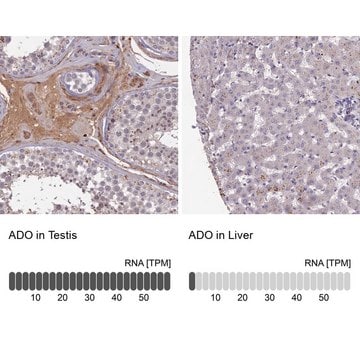 Anti-ADO antibody produced in rabbit Prestige Antibodies&#174; Powered by Atlas Antibodies, affinity isolated antibody, buffered aqueous glycerol solution