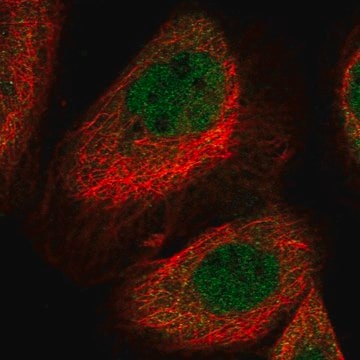 Anti-LYST antibody produced in rabbit Prestige Antibodies&#174; Powered by Atlas Antibodies, affinity isolated antibody