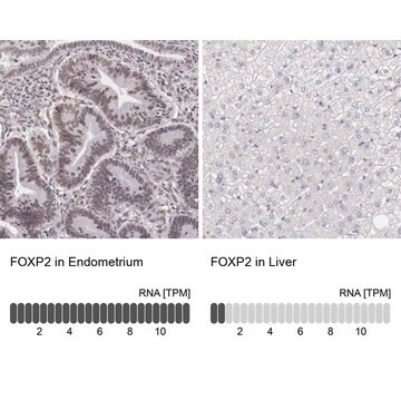 Anti-FOXP2 antibody produced in rabbit AB2, Prestige Antibodies&#174; Powered by Atlas Antibodies, affinity isolated antibody, buffered aqueous solution