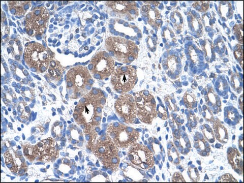 Anti-ASS (AB1) antibody produced in rabbit IgG fraction of antiserum