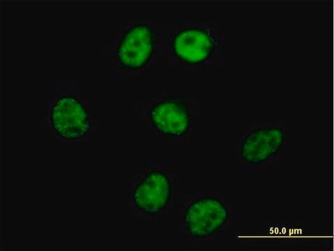 Anti-AKAP8 antibody produced in mouse purified immunoglobulin, buffered aqueous solution