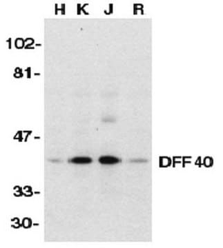 Anti-DFF40-Antikörper Chemicon&#174;, from rabbit