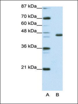 Anti-EGR4 antibody produced in rabbit affinity isolated antibody