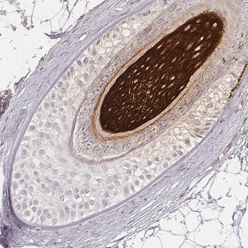 Anti-KRT31 antibody produced in rabbit Prestige Antibodies&#174; Powered by Atlas Antibodies, affinity isolated antibody, buffered aqueous glycerol solution