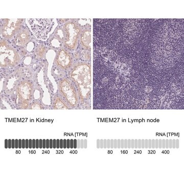 Anti-TMEM27 antibody produced in rabbit Prestige Antibodies&#174; Powered by Atlas Antibodies, affinity isolated antibody, buffered aqueous glycerol solution