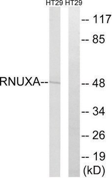 Anti-RNUXA antibody produced in rabbit affinity isolated antibody