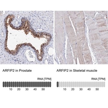 Anti-ARFIP2 antibody produced in rabbit Prestige Antibodies&#174; Powered by Atlas Antibodies, affinity isolated antibody, buffered aqueous glycerol solution