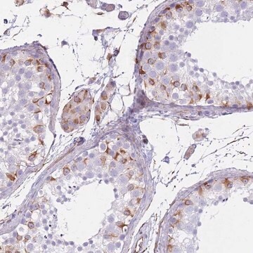 Anti-PTCD1 antibody produced in rabbit Prestige Antibodies&#174; Powered by Atlas Antibodies, affinity isolated antibody, buffered aqueous glycerol solution