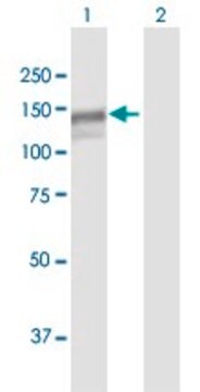 Anti-MAN2B1 antibody produced in mouse purified immunoglobulin, buffered aqueous solution