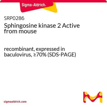 Sphingosine kinase 2 Active from mouse recombinant, expressed in baculovirus, &#8805;70% (SDS-PAGE)