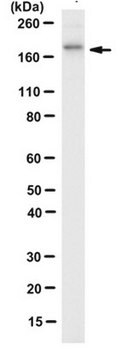 Anti-FANCA Antibody, clone 5G9 clone 5G9, from mouse