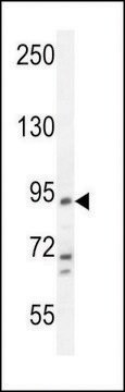 ANTI-FBXO39(C-TERMINAL) antibody produced in rabbit affinity isolated antibody, buffered aqueous solution