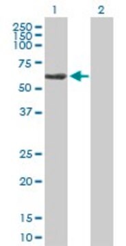 Anti-TBCE antibody produced in mouse IgG fraction of antiserum, buffered aqueous solution