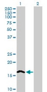 Anti-NINJ2, (N-terminal) antibody produced in mouse purified immunoglobulin, buffered aqueous solution