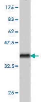 ANTI-ARAF antibody produced in mouse clone 4H7, purified immunoglobulin, buffered aqueous solution