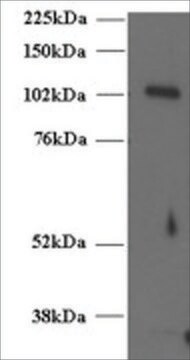 Anti-MUNC13-4/UNC13D, C-Terminal antibody produced in goat affinity isolated antibody, buffered aqueous solution