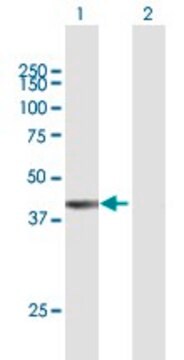 Anti-FAM55A antibody produced in mouse purified immunoglobulin, buffered aqueous solution