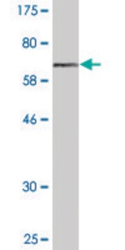 Monoclonal Anti-VIL1 antibody produced in mouse clone 2F10, purified immunoglobulin, buffered aqueous solution