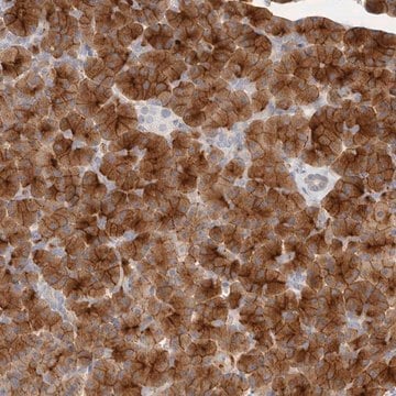 Anti-FAM129A antibody produced in rabbit Prestige Antibodies&#174; Powered by Atlas Antibodies, affinity isolated antibody, buffered aqueous glycerol solution, ab1